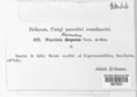 Puccinia bromina image